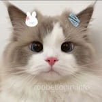 Avatar de Araceli Román